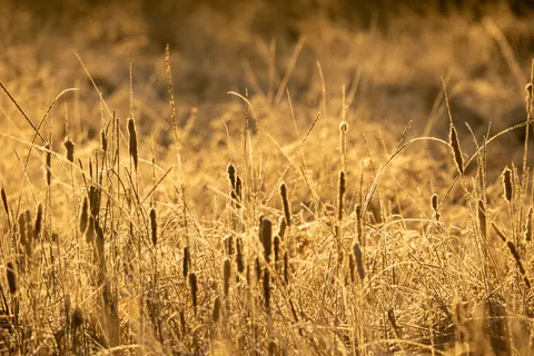 Altın Bozkır 4K Duvar Kağıdı · nature · 3840×2560