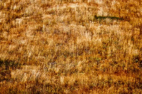 Fond d'écran Prairie doree 4K · nature · 3840×2560