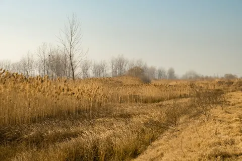 Fond d'écran Prairie doree 4K · nature · 3840×2560