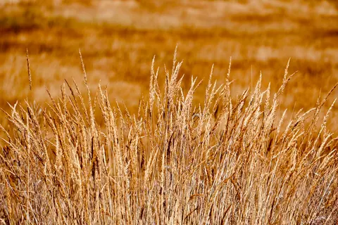Altın Bozkır 4K Duvar Kağıdı · nature · 3840×2560