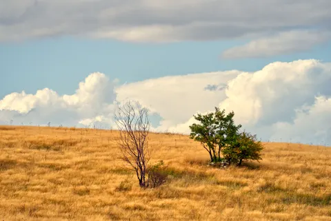 Fond d'écran Prairie doree 4K · nature · 3840×2565
