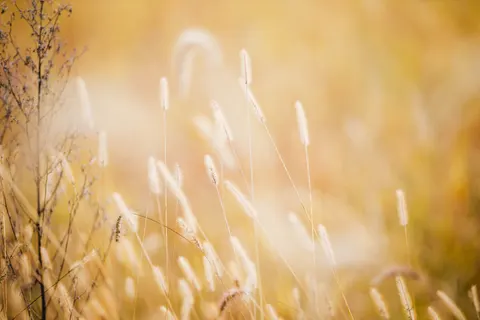 Altın Bozkır 4K Duvar Kağıdı · nature · 3840×2560