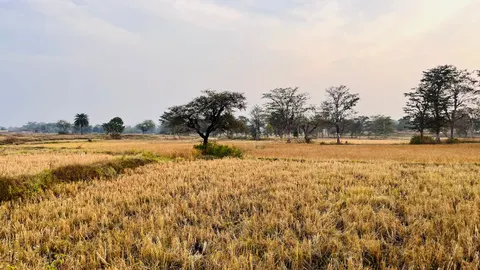 Hình nền Thảo Nguyên Vàng 4K · nature · 3840×2160