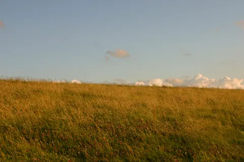 Fond d'écran Prairie doree 4K · nature · 3840×2560