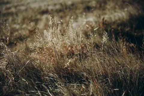 Wallpaper Padang Rumput Keemasan 4K · nature · 3840×2560