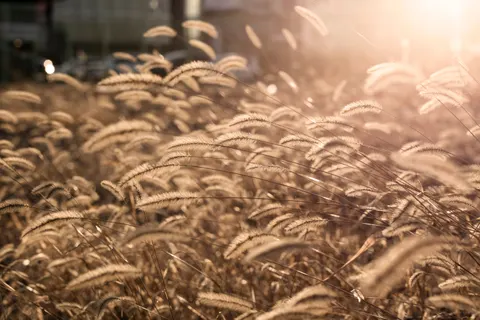 Altın Bozkır 4K Duvar Kağıdı · nature · 3840×2560