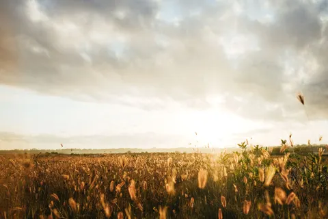 Altın Bozkır 4K Duvar Kağıdı · nature · 3840×2560