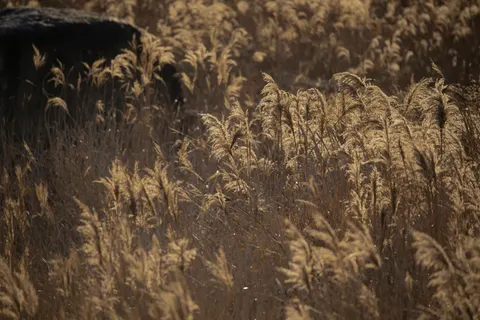 Fond d'écran Prairie doree 4K · nature · 3840×2560