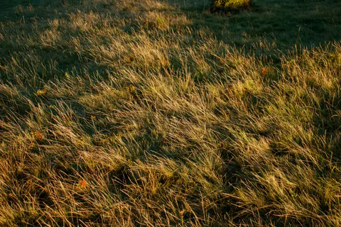 Fond d'écran Prairie doree 4K · nature · 3840×2560