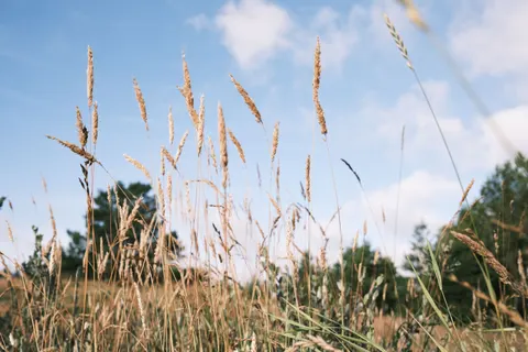 Altın Bozkır 4K Duvar Kağıdı · nature · 3840×2560