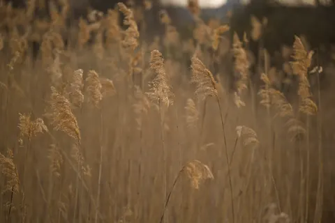 Altın Bozkır 4K Duvar Kağıdı · nature · 3840×2560