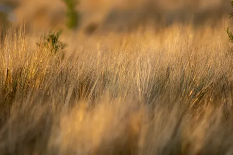 Altın Bozkır 4K Duvar Kağıdı · nature · 3840×2560