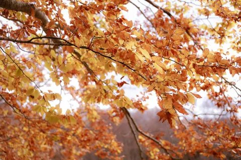 Sfondo Sentiero nel Bosco Autunnale 4K · autumn · 3840×2560