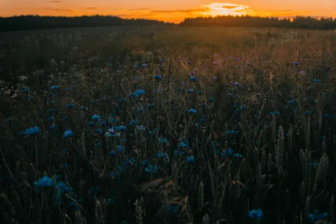 시골 들판 4K 배경화면 · nature · 3840×2560