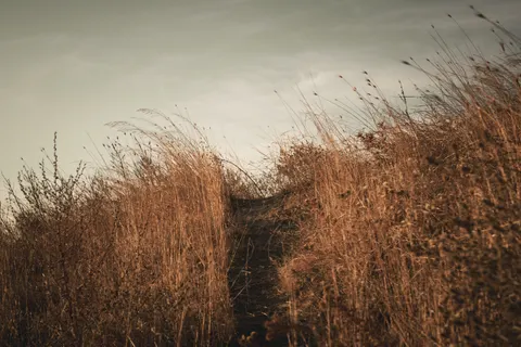 Altın Bozkır 4K Duvar Kağıdı · nature · 3840×2560