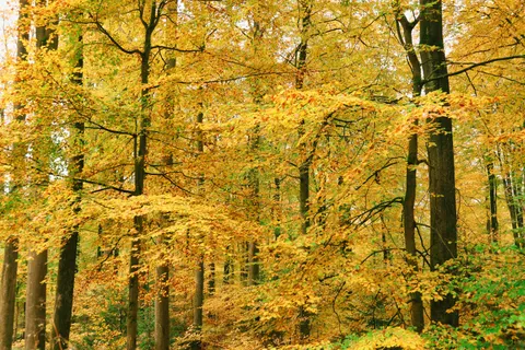 Herbstlicher Waldweg 4K Hintergrundbild · autumn · 3840×2560