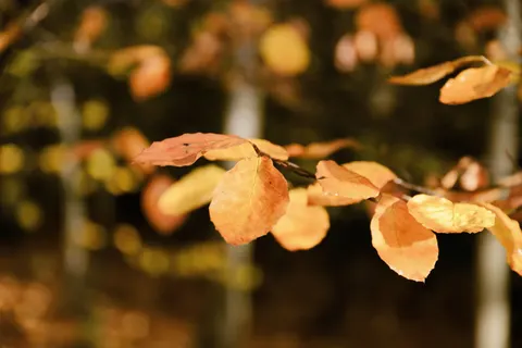 Sfondo Sentiero nel Bosco Autunnale 4K · autumn · 3840×2560