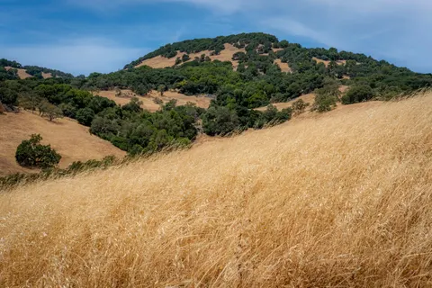 Altın Bozkır 4K Duvar Kağıdı · nature · 3840×2560