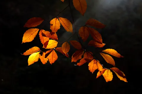Autumn Forest Path 4K Wallpaper · autumn · 3840×2560