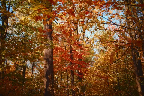 Sfondo Sentiero nel Bosco Autunnale 4K · autumn · 3840×2560