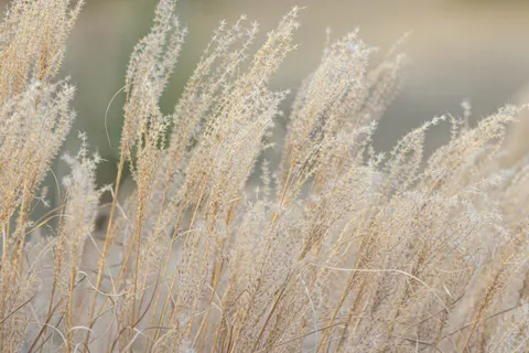 Altın Bozkır 4K Duvar Kağıdı · nature · 3840×2561