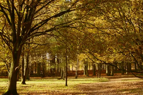 Autumn Forest Path 4K Wallpaper · autumn · 3840×2560