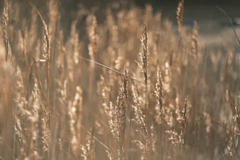 Wallpaper Padang Rumput Keemasan 4K · nature · 3840×2560