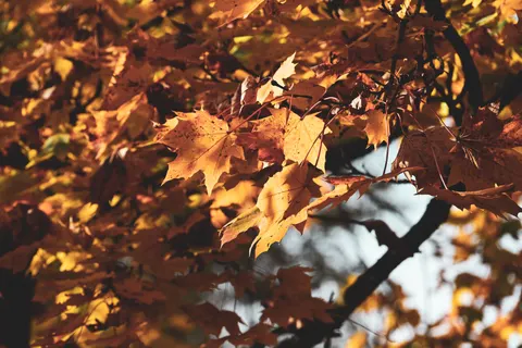 Autumn Forest Path 4K Wallpaper · autumn · 3840×2560