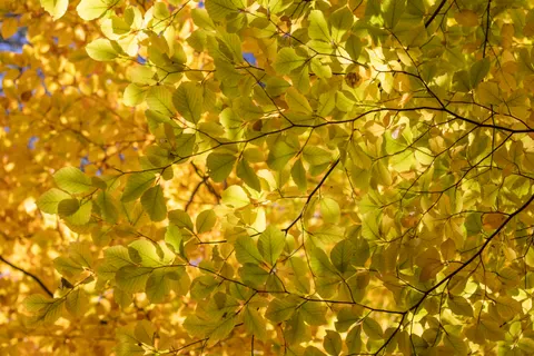Sfondo Sentiero nel Bosco Autunnale 4K · autumn · 3840×2560