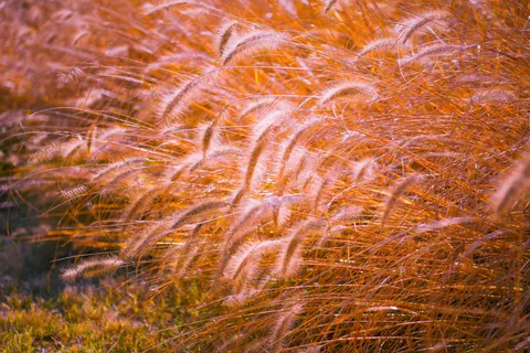 Fond d'écran Prairie doree 4K · nature · 3840×2560