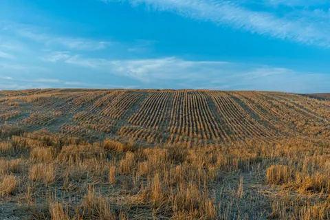 Hình nền Thảo Nguyên Vàng 4K · nature · 3840×2560