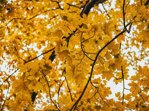 Herbstlicher Waldweg 4K Hintergrundbild · autumn · 3840×2878