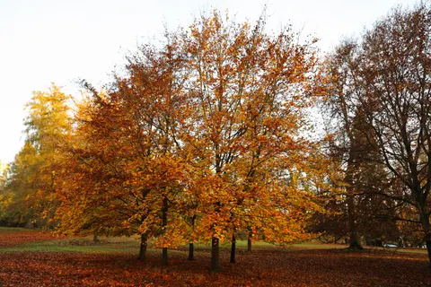 والپیپر مسیر جنگل پاییزی با کیفیت 4K · autumn · 3840×2560