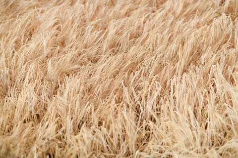 Wallpaper Padang Rumput Keemasan 4K · nature · 3840×2560