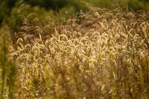 金色草原 4K桌布 · nature · 3840×2560