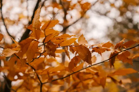 Sfondo Sentiero nel Bosco Autunnale 4K · autumn · 3840×2560