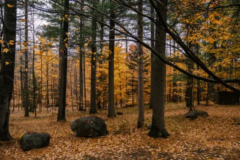 Sfondo Sentiero nel Bosco Autunnale 4K · autumn · 3840×2560