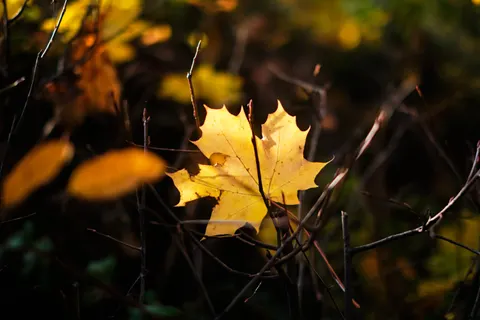 والپیپر مسیر جنگل پاییزی با کیفیت 4K · autumn · 3840×2560