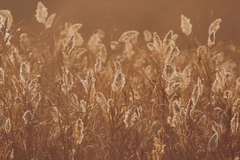 Altın Bozkır 4K Duvar Kağıdı · nature · 3840×2560