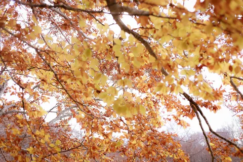 Autumn Forest Path 4K Wallpaper · autumn · 3840×2560