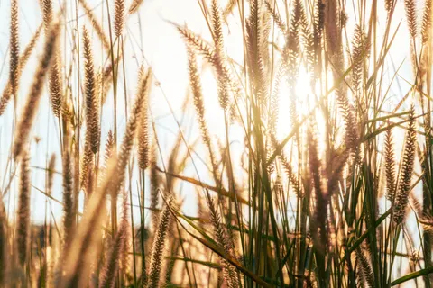Hình nền Thảo Nguyên Vàng 4K · nature · 3840×2560