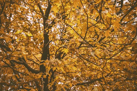 Sfondo Sentiero nel Bosco Autunnale 4K · autumn · 3840×2563
