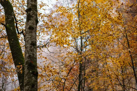 Herbstlicher Waldweg 4K Hintergrundbild · autumn · 3840×2560