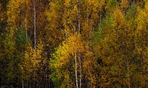 Tapeta Leśna Ścieżka Jesienią 4K · autumn · 3840×2295