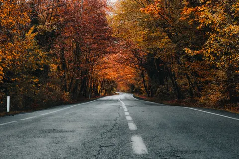 Autumn Forest 4K Wallpaper · nature · 3840×2560