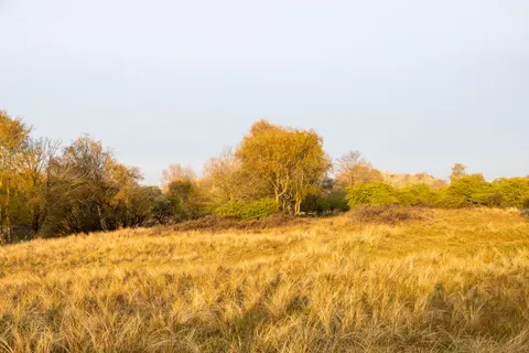 Altın Bozkır 4K Duvar Kağıdı · nature · 3840×2561