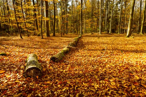والپیپر مسیر جنگل پاییزی با کیفیت 4K · autumn · 3840×2555