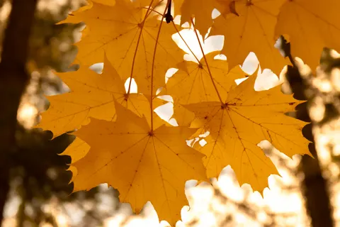 Herbstlicher Waldweg 4K Hintergrundbild · autumn · 3840×2560