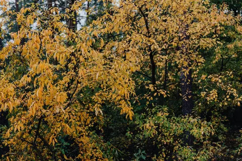 Herbstlicher Waldweg 4K Hintergrundbild · autumn · 3840×2560