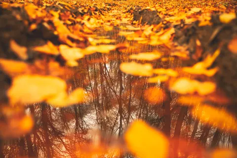 والپیپر مسیر جنگل پاییزی با کیفیت 4K · autumn · 3840×2560